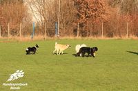 Hunde B&uuml;nde Welpentreff B&uuml;nde Hundeschule B&uuml;nde Hundesportpark Welpenerziehung B&uuml;nde Hoopers B&uuml;nde Welpentraining20017