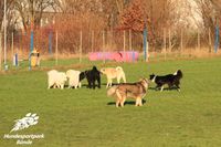Hunde B&uuml;nde Welpentreff B&uuml;nde Hundeschule B&uuml;nde Hundesportpark Welpenerziehung B&uuml;nde Hoopers B&uuml;nde Welpentraining20037