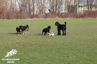 Hundefreilauf Hundewiese Kreis Herford Hundeschule Nicole Gudd Hundesportpark B&uuml;nde Hundefreilauf B&uuml;nde103
