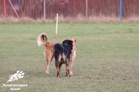 Hundefreilauf Hundewiese Kreis Herford Hundeschule Nicole Gudd Hundesportpark B&uuml;nde Hundefreilauf B&uuml;nde145